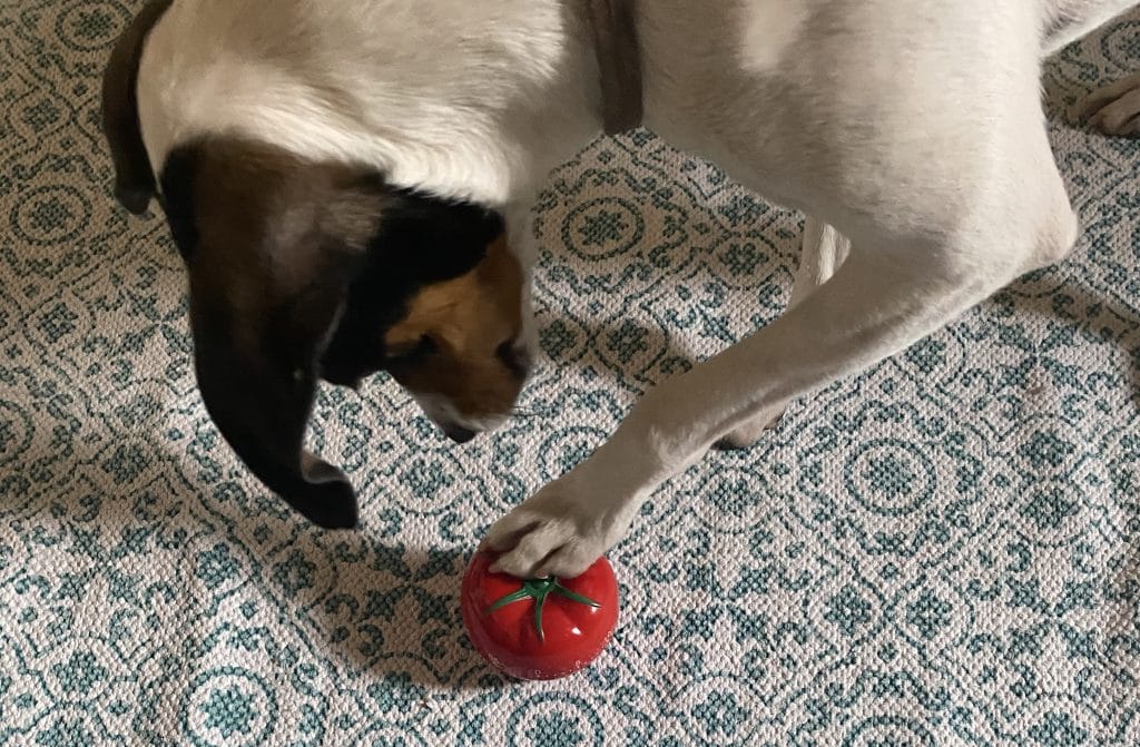 dog stepping on tomato timer