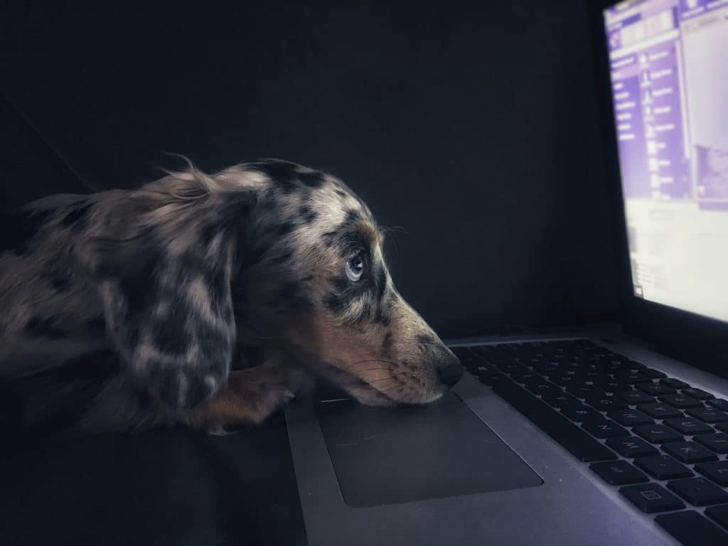 dog at computer
