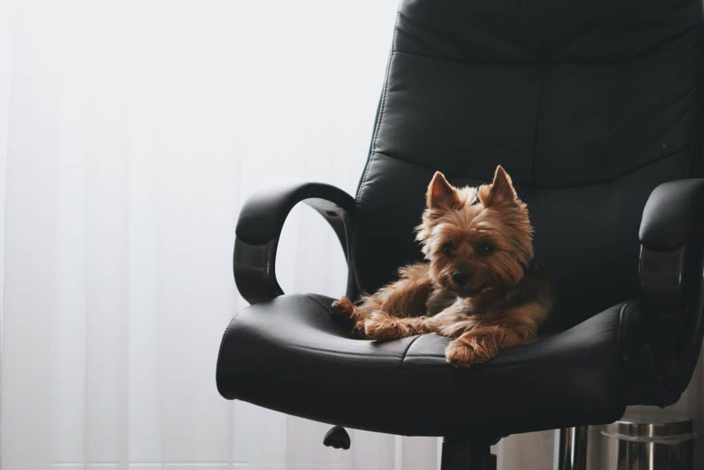 dog in chair