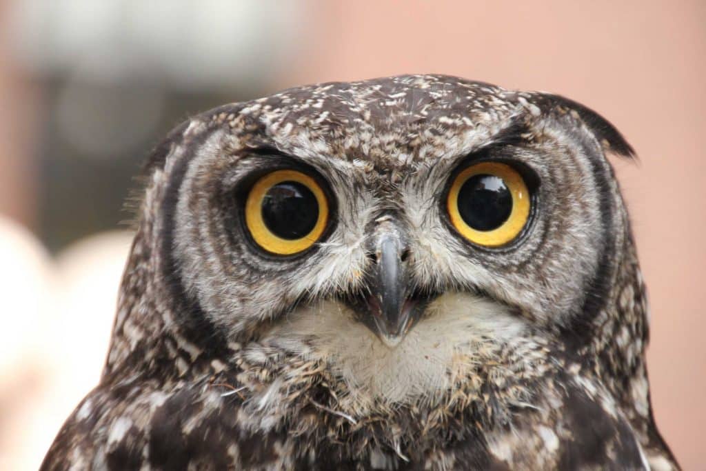 Can I Download Night Owl On Laptop Polresource