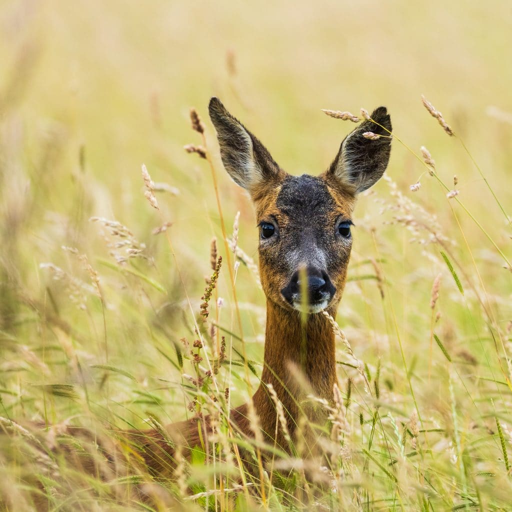 Female deer looking at camera through the grass