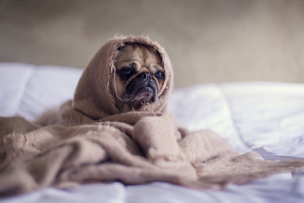 Sad little pug wrapped in a blanket