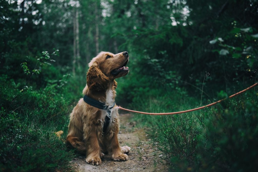 spaniel dog enjoying walk in Swedish countryside