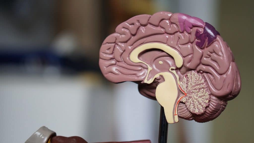 Picture of a model of a brain cut in half