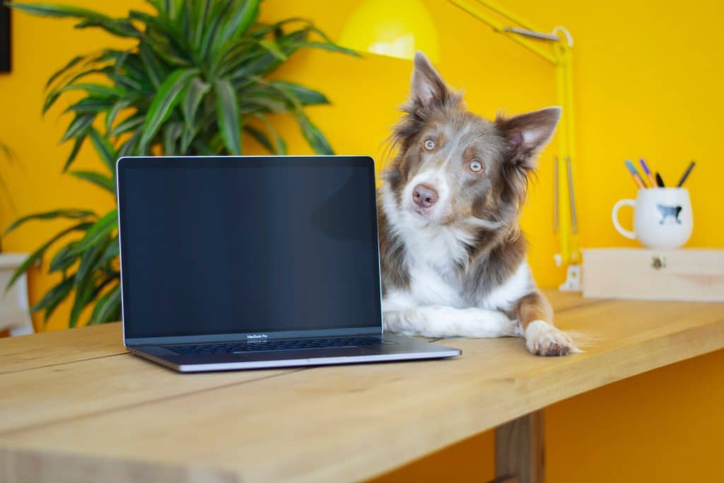 dog sits on desk beside laptop fun moment at work